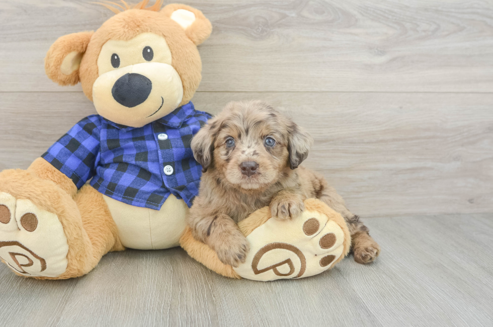 5 week old Mini Labradoodle Puppy For Sale - Simply Southern Pups