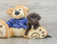 8 week old Mini Labradoodle Puppy For Sale - Simply Southern Pups