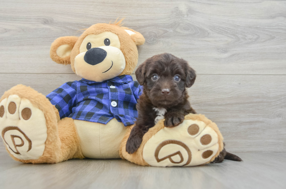 5 week old Mini Labradoodle Puppy For Sale - Simply Southern Pups