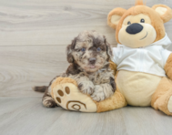 5 week old Mini Labradoodle Puppy For Sale - Simply Southern Pups