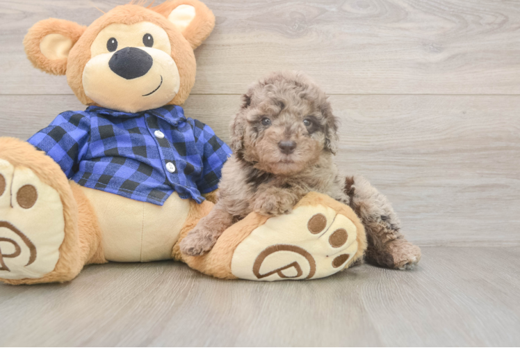 Best Mini Labradoodle Baby