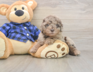 7 week old Mini Labradoodle Puppy For Sale - Simply Southern Pups