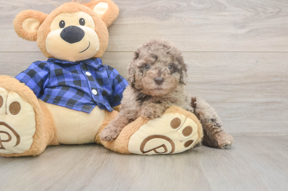 5 week old Mini Labradoodle Puppy For Sale - Simply Southern Pups