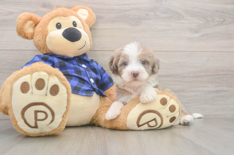 5 week old Mini Labradoodle Puppy For Sale - Simply Southern Pups