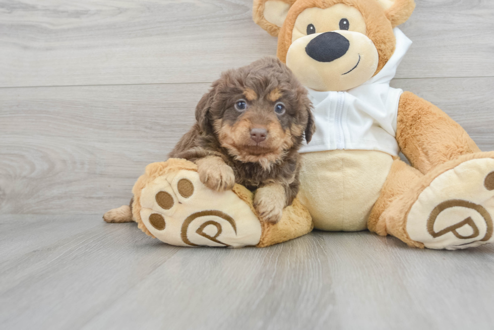 Fluffy Mini Labradoodle Poodle Mix Pup