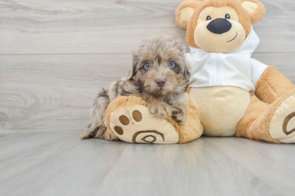 8 week old Mini Labradoodle Puppy For Sale - Simply Southern Pups