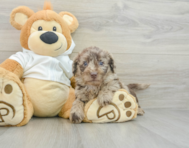 5 week old Mini Labradoodle Puppy For Sale - Simply Southern Pups