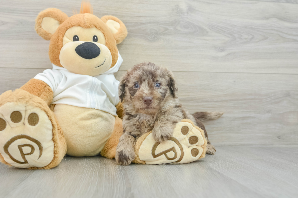 Best Mini Labradoodle Baby