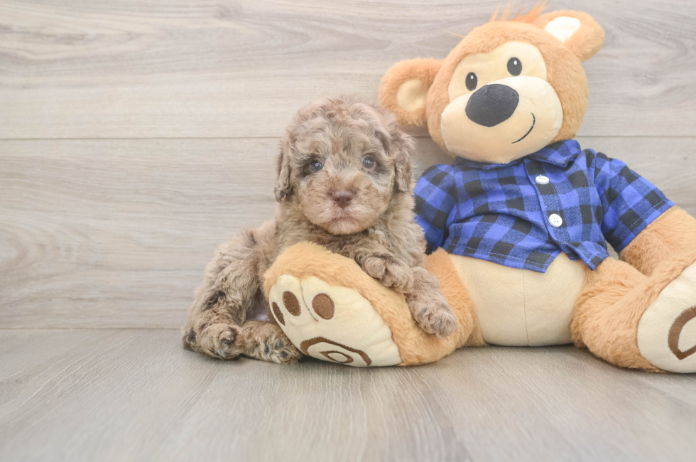 5 week old Mini Labradoodle Puppy For Sale - Simply Southern Pups