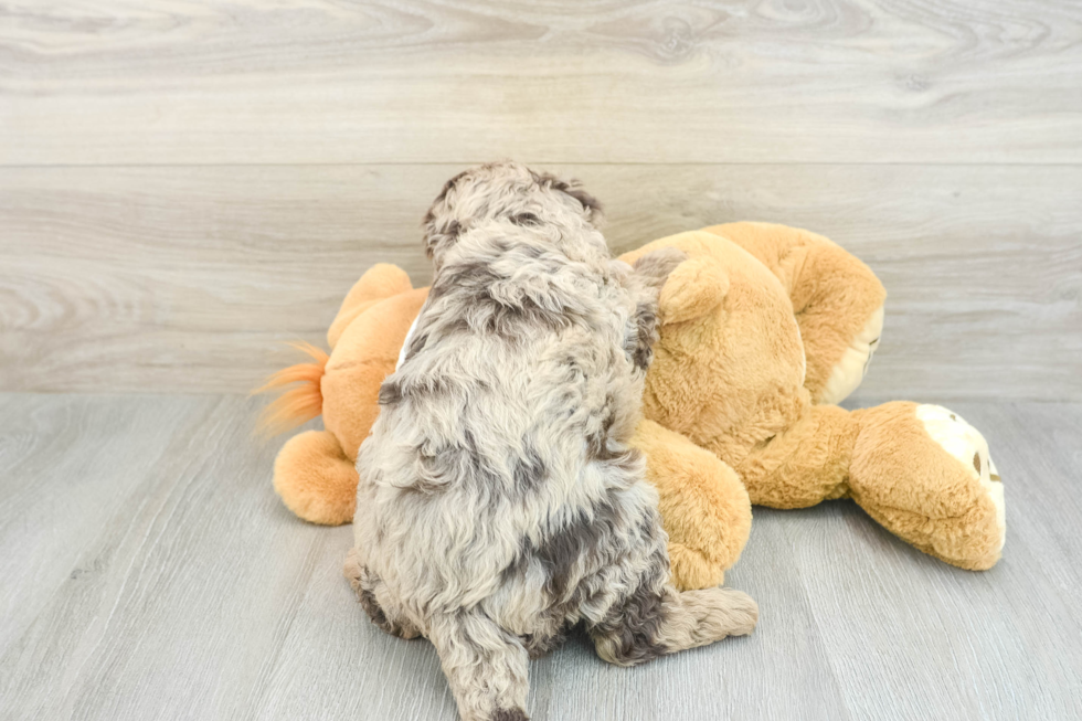 Smart Mini Labradoodle Poodle Mix Pup