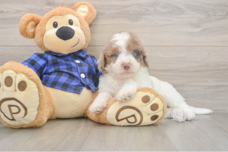 Cute Mini Labradoodle Baby