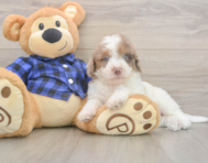 6 week old Mini Labradoodle Puppy For Sale - Simply Southern Pups 6 week old Mini Labradoodle Puppy For Sale - Simply Southern Pups