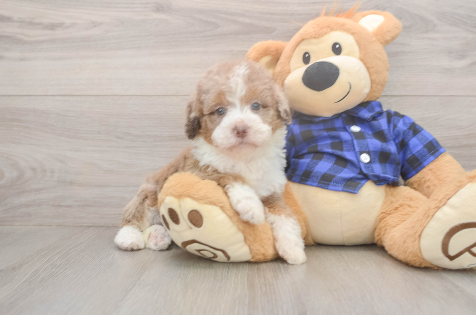 5 week old Mini Labradoodle Puppy For Sale - Simply Southern Pups