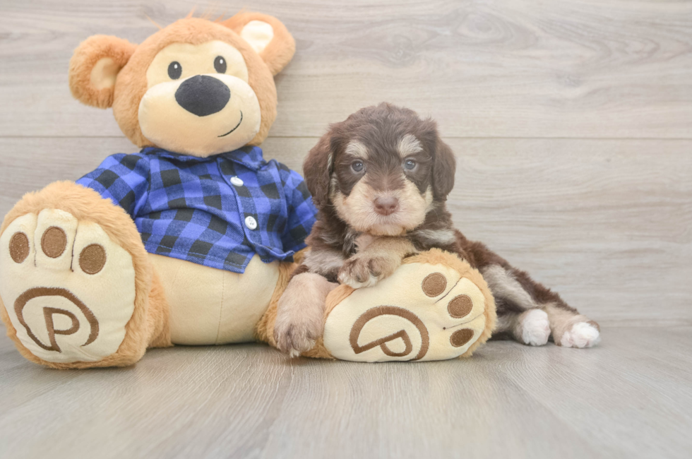 5 week old Mini Labradoodle Puppy For Sale - Simply Southern Pups