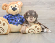 6 week old Mini Labradoodle Puppy For Sale - Simply Southern Pups 6 week old Mini Labradoodle Puppy For Sale - Simply Southern Pups