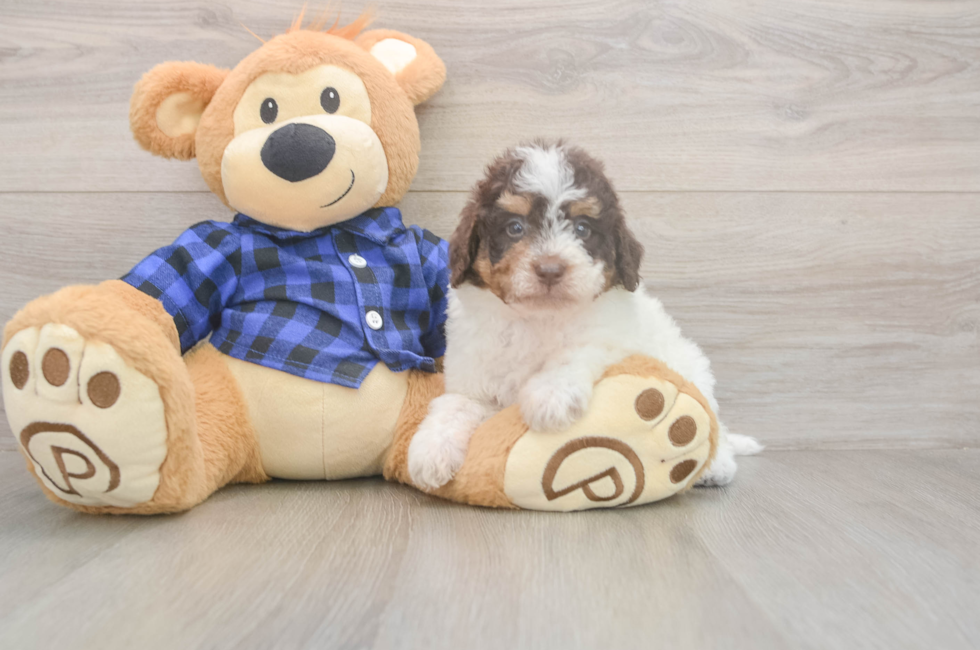 5 week old Mini Labradoodle Puppy For Sale - Simply Southern Pups