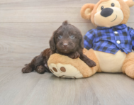 5 week old Mini Labradoodle Puppy For Sale - Simply Southern Pups