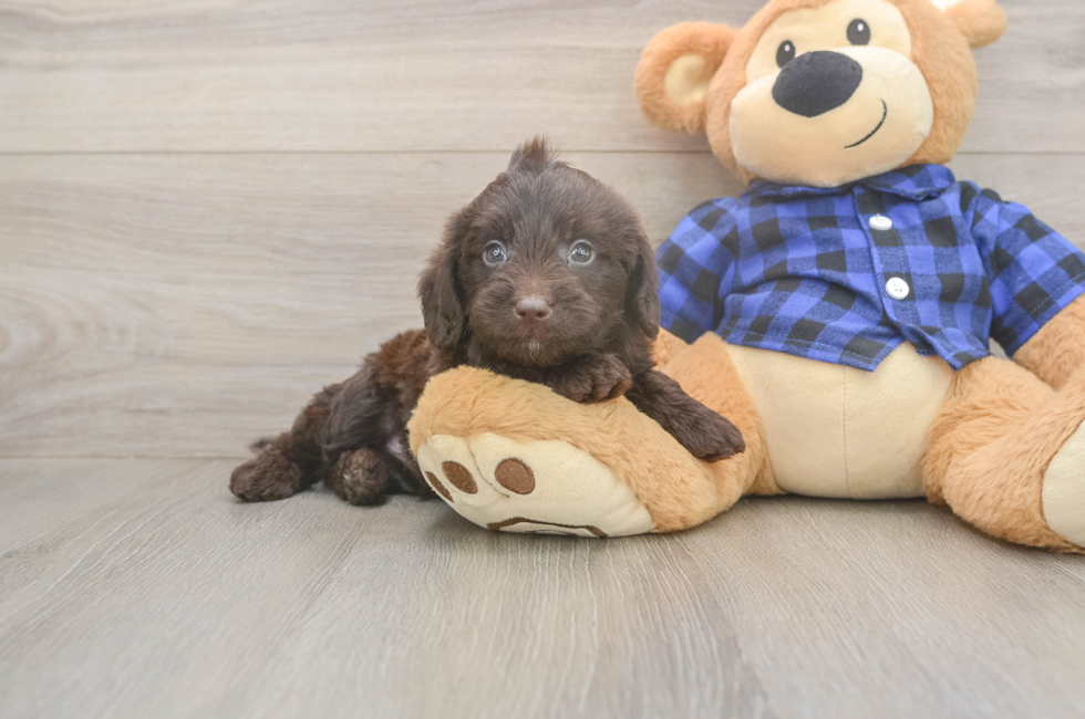5 week old Mini Labradoodle Puppy For Sale - Simply Southern Pups