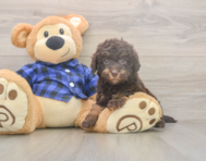 5 week old Mini Labradoodle Puppy For Sale - Simply Southern Pups