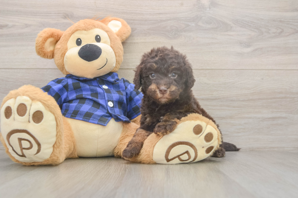 5 week old Mini Labradoodle Puppy For Sale - Simply Southern Pups