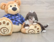 5 week old Mini Labradoodle Puppy For Sale - Simply Southern Pups