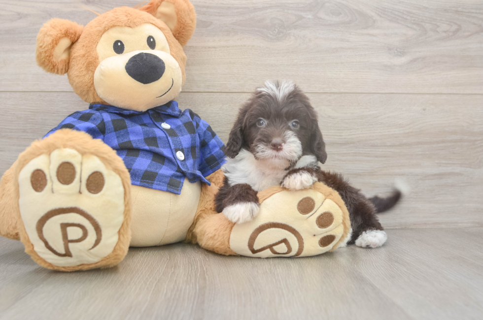 5 week old Mini Labradoodle Puppy For Sale - Simply Southern Pups