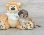 6 week old Mini Labradoodle Puppy For Sale - Simply Southern Pups