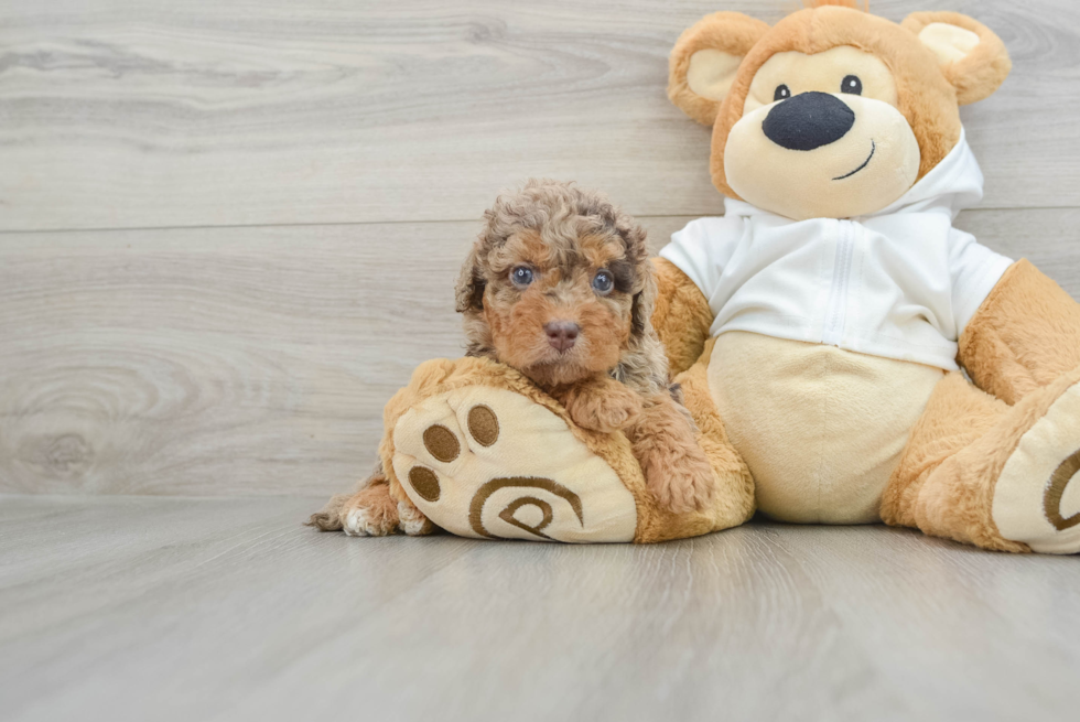 Cute Mini Labradoodle Baby