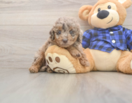 5 week old Mini Labradoodle Puppy For Sale - Simply Southern Pups