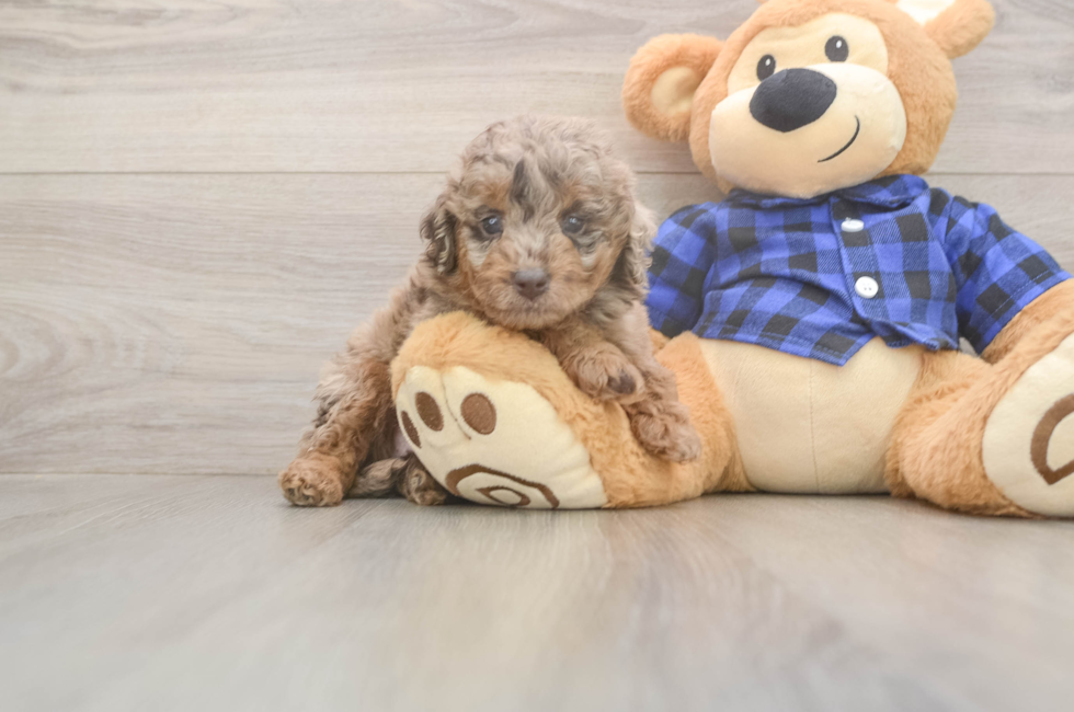 5 week old Mini Labradoodle Puppy For Sale - Simply Southern Pups