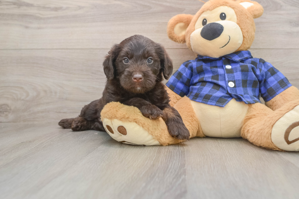 Popular Mini Labradoodle Poodle Mix Pup