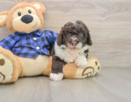 7 week old Mini Labradoodle Puppy For Sale - Simply Southern Pups