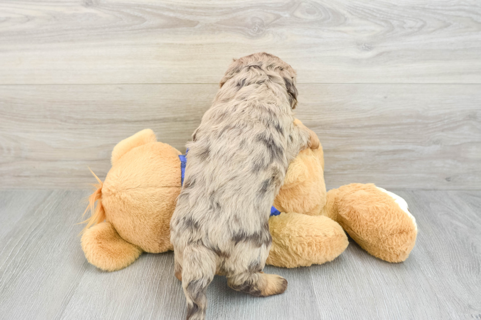 Popular Mini Labradoodle Poodle Mix Pup
