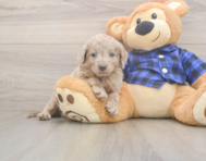 6 week old Mini Labradoodle Puppy For Sale - Simply Southern Pups