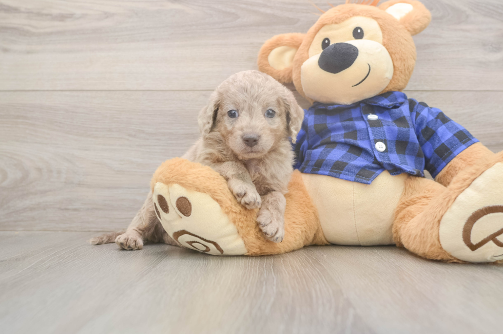 6 week old Mini Labradoodle Puppy For Sale - Simply Southern Pups