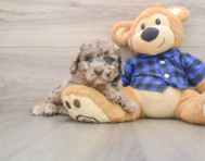 7 week old Mini Labradoodle Puppy For Sale - Simply Southern Pups