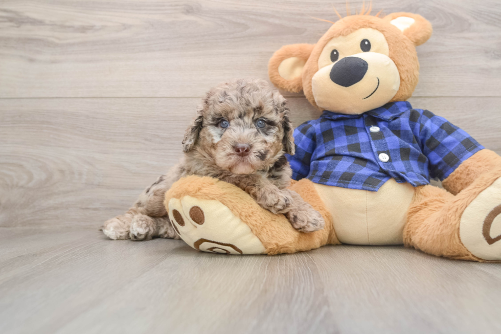 Cute Mini Labradoodle Baby