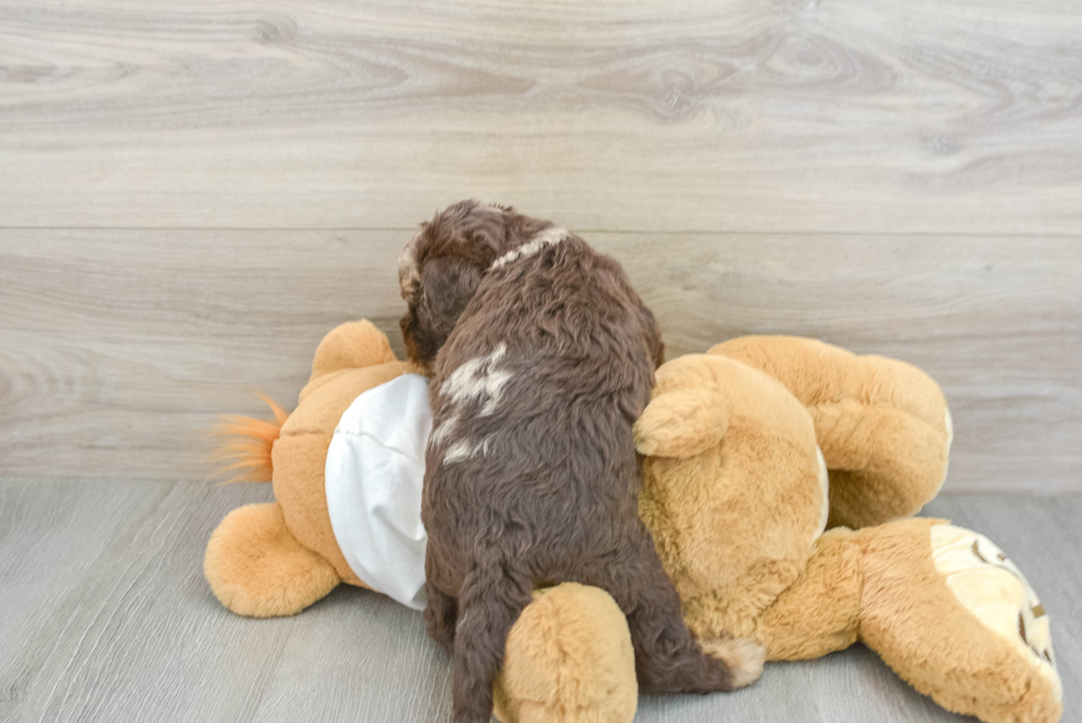 Mini Labradoodle Pup Being Cute