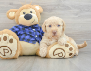 7 week old Mini Labradoodle Puppy For Sale - Simply Southern Pups