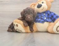 5 week old Mini Labradoodle Puppy For Sale - Simply Southern Pups