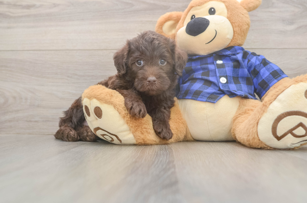 5 week old Mini Labradoodle Puppy For Sale - Simply Southern Pups