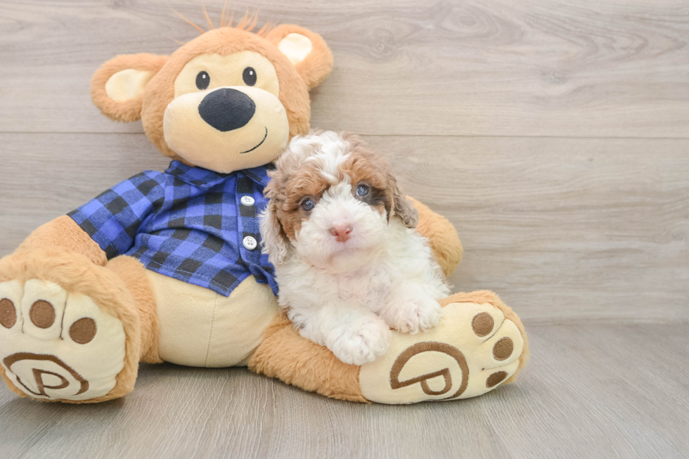 Best Mini Labradoodle Baby