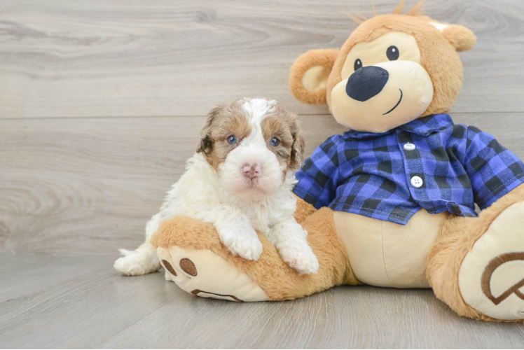 Mini Labradoodle Pup Being Cute