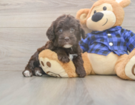 5 week old Mini Labradoodle Puppy For Sale - Simply Southern Pups