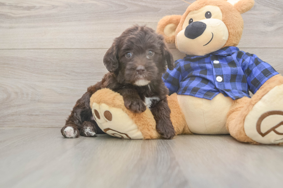 5 week old Mini Labradoodle Puppy For Sale - Simply Southern Pups