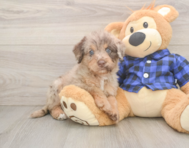 5 week old Mini Labradoodle Puppy For Sale - Simply Southern Pups