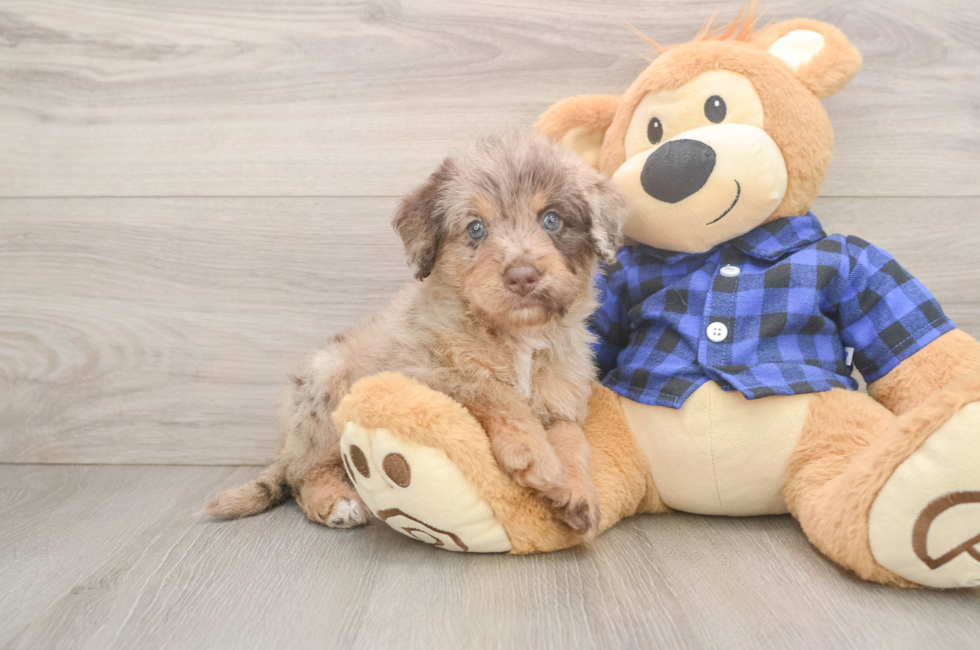 5 week old Mini Labradoodle Puppy For Sale - Simply Southern Pups