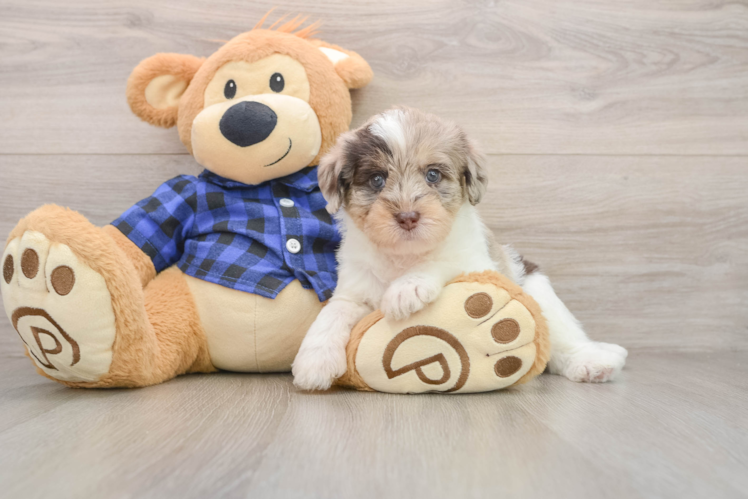 Mini Labradoodle Pup Being Cute