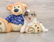 5 week old Mini Labradoodle Puppy For Sale - Simply Southern Pups