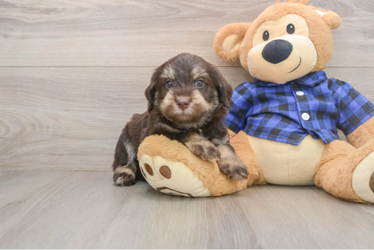 Sweet Mini Labradoodle Baby
